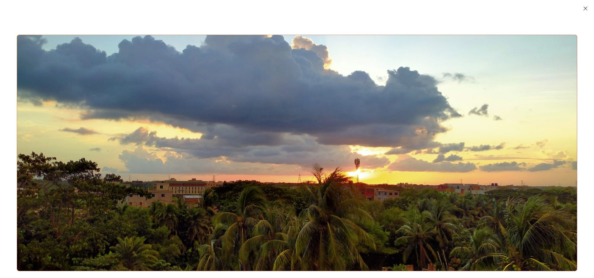 Image of palm trees expanded as an overlay modal.